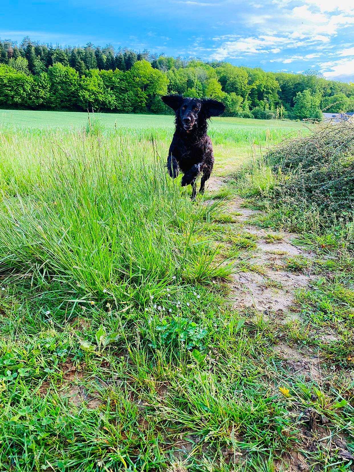 Ok participe au concours pour gagner de l'argent avec cette photo : agriculture, carnivore, cloud, dog, dog_breed, field, grass, grass_family, grassland, green, landscape, meadow, natural_landscape, people_in_nature, plant, prairie, shrub, sky, tree, working_animal