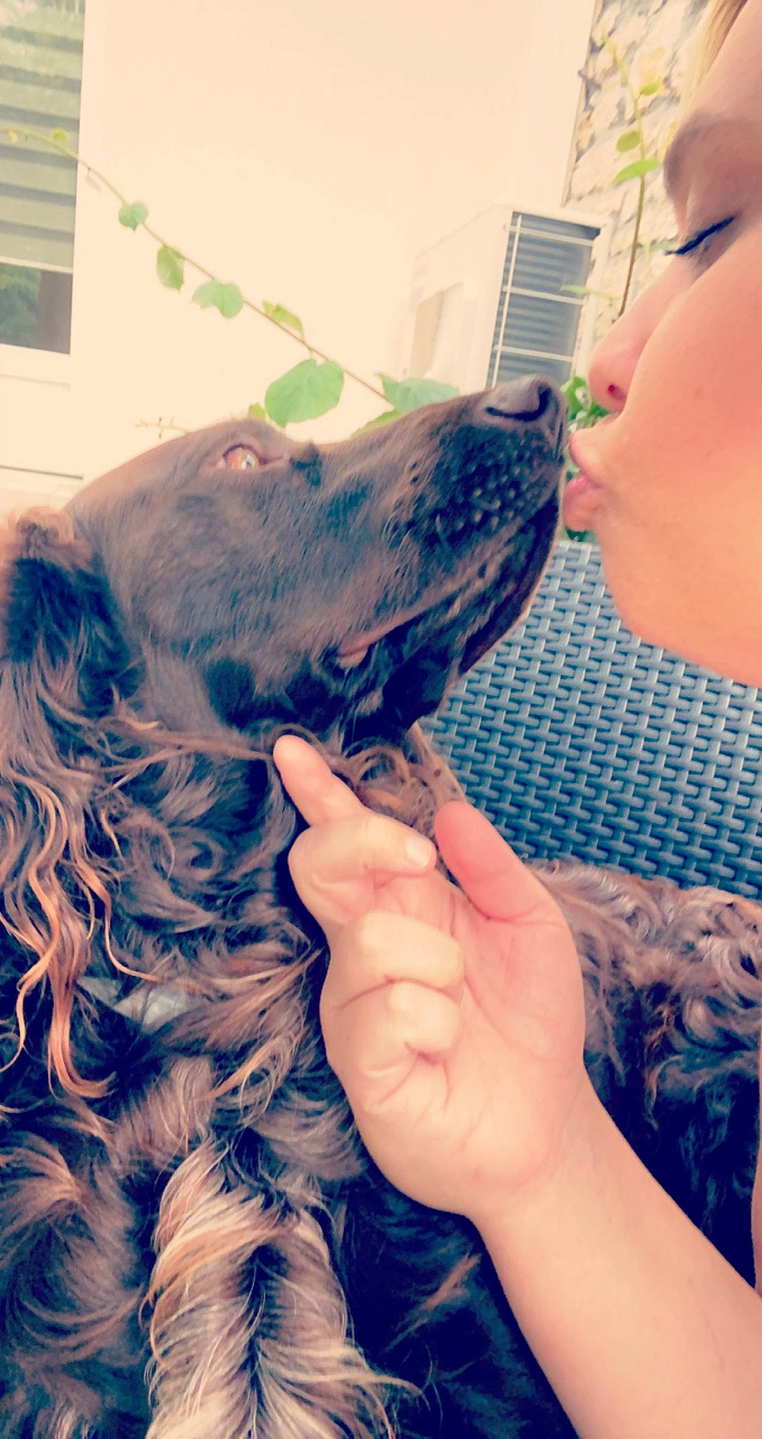 Ok a rejoint le concours — aidez-le/la à gagner de superbes lots ! carnivore, cocker_spaniel, companion_dog, dog, dog_breed, ear, electric_blue, fawn, finger, fur, gesture, happy, liver, nail, spaniel, sporting_group, thumb, window, working_animal, wrist