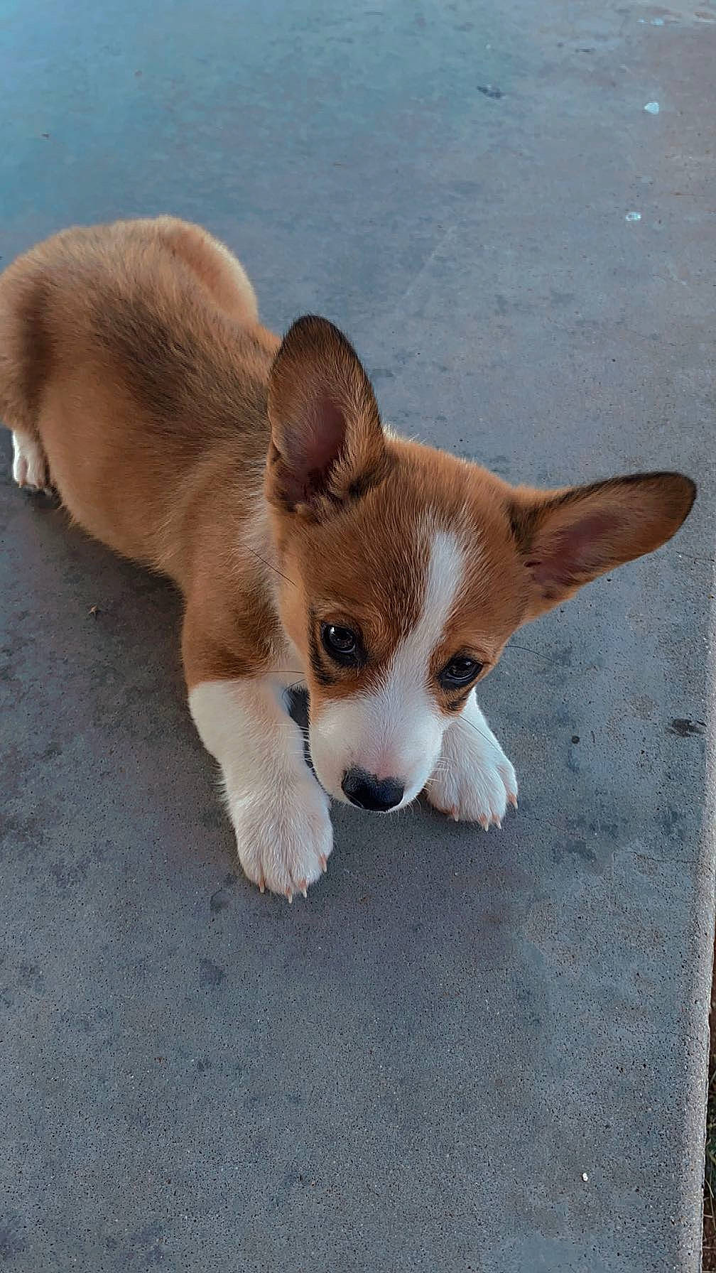 Whiskey joined the competition — help win amazing prizes! canidae, carnivore, companion_dog, corgi_chihuahua, dog, dog_breed, ear, fawn, fur, paw, snout, sporting_group, tail, terrestrial_animal, whiskers, wood, working_animal