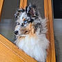 dog, blue_eyes, merle_coat, fluffy, pet, indoor, wooden_railings, curious, side_profile, animal, canine, furry, ears_up, close_up, house, domestic, portrait, looking_away, snout, long_fur
