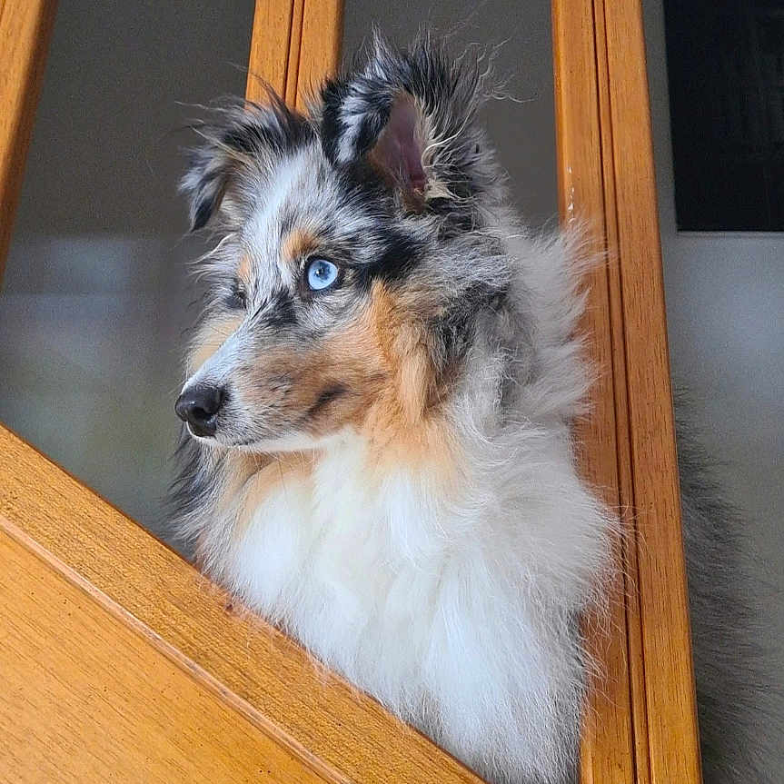 Shadow participe au concours pour gagner de l'argent avec cette photo : animal, blue_eyes, canine, close_up, curious, dog, domestic, ears_up, fluffy, furry, house, indoor, long_fur, looking_away, merle_coat, pet, portrait, side_profile, snout, wooden_railings