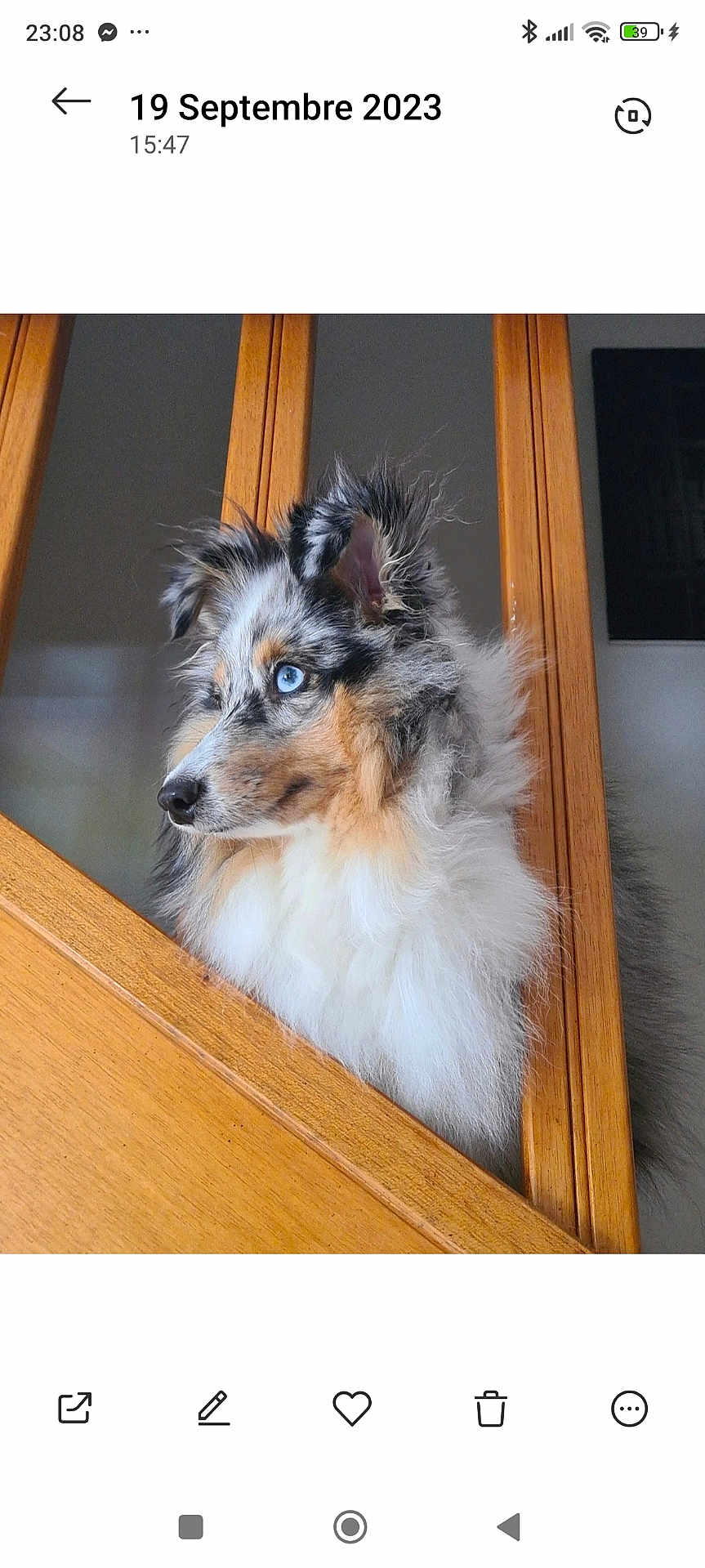 Shadow participe au concours pour gagner de l'argent avec cette photo : dog, blue_eyes, merle_coat, fluffy, pet, indoor, wooden_railings, curious, side_profile, animal, canine, furry, ears_up, close_up, house, domestic, portrait, looking_away, snout, long_fur