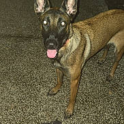 Nala participe au concours pour gagner de l'argent avec cette photo : dog, animal, pet, outdoor, night, path, toy, ears, tongue, happy, canine, playing, flash, glowing_eyes, brown_coat, standing, looking, alert, collar, ground