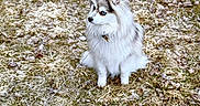 Spyro is registered to the contest to win money with this photo: dog, fluffy, blue_eyes, sitting, outdoor, grass, dry_leaves, leash, pet, animal, nature, cute, fur, canine, small_dog, alert, background, daylight, ears, collar