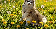 Spyro is registered to the contest to win money with this photo: animal, blue_eyes, canine, cute, dandelion, daylight, dog, field, flower, fluffy, grass, greenery, mammal, nature, outdoor, pet, sitting, spring, summer, sunlight