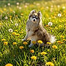 animal, blue_eyes, canine, cute, dandelion, daylight, dog, field, flower, fluffy, grass, greenery, mammal, nature, outdoor, pet, sitting, spring, summer, sunlight