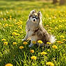 Spyro is registered to the contest to win money with this photo: animal, bright, cute, dandelion, daylight, dog, field, flower, fluffy, fur, grass, green, meadow, nature, outdoor, pet, portrait, sitting, sunlight, yellow