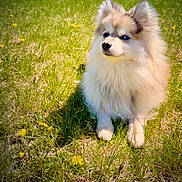 Spyro joined the competition — help win amazing prizes! adorable, animal, canine, cute, dandelions, daylight, dog, fluffy, friendly, fur, grass, greenery, meadow, nature, outdoor, pet, portrait, sitting, small_dog, sunny