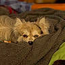 dog, pet, blanket, cozy, fur, sleepy, indoors, brown, soft, cute, resting, ears, face, animal, comfort, warm, lying_down, closeup, relaxing, home