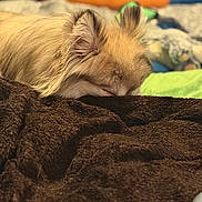 Spyro is registered to the contest to win money with this photo: dog, sleeping, fluffy, brown_blanket, cozy, resting, pet, indoors, fur, close_up, cute, relaxed, animal, bedroom, soft, warm, comfort, ears, nap, furry
