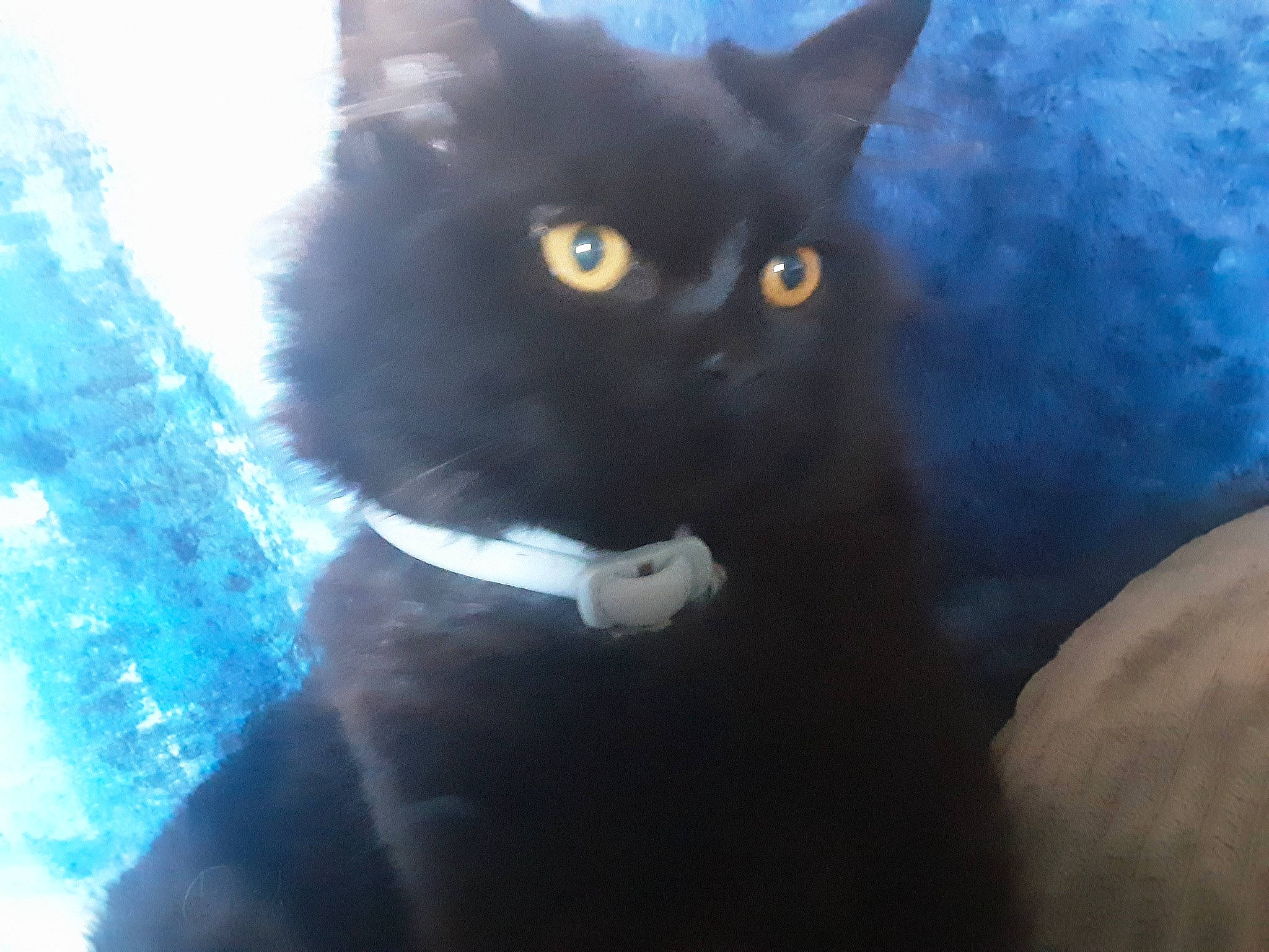 Simba joined the competition — help win amazing prizes! black_cat, carnivore, cat, domestic_short_haired_cat, electric_blue, eye, felidae, fur, iris, mammal, small_to_medium_sized_cats, snout, tail, terrestrial_animal, vertebrate, whiskers