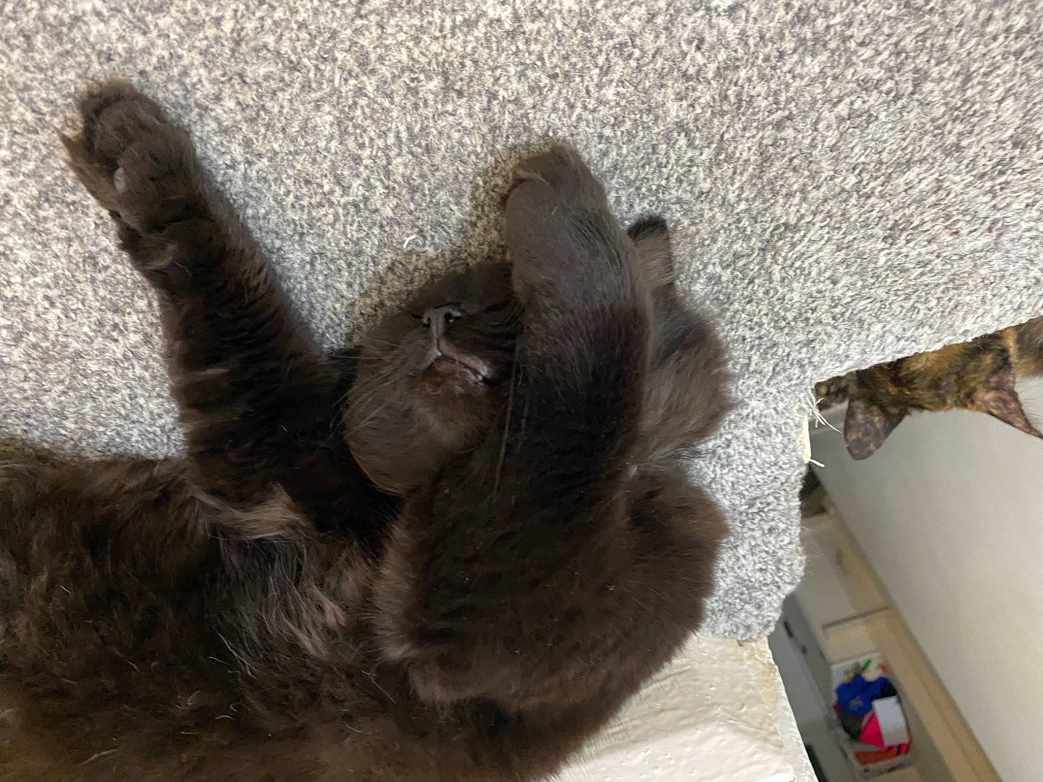 Simba is registered to the contest to win money with this photo: black_cat, carnivore, claw, dog_breed, domestic_short_haired_cat, fawn, felidae, fur, hardwood, liver, mammal, paw, small_to_medium_sized_cats, snout, sporting_group, tail, terrestrial_animal, vertebrate, whiskers, wood