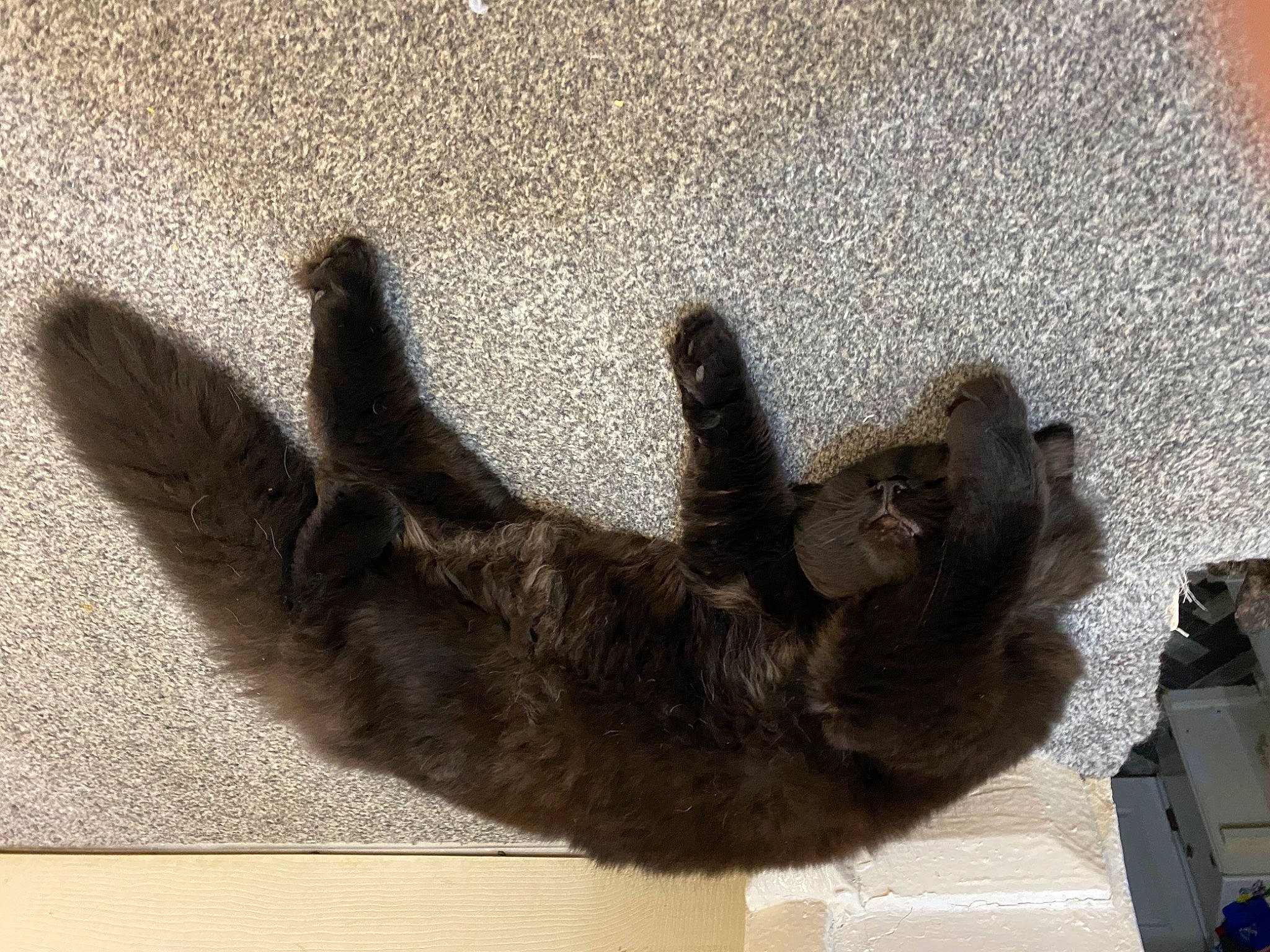 Sinba is registered to the contest to win money with this photo: canidae, carnivore, cat, claw, dog_breed, domestic_short_haired_cat, fawn, felidae, foot, fur, grey, liver, paw, small_to_medium_sized_cats, snout, sporting_group, tail, terrestrial_animal, whiskers, wood