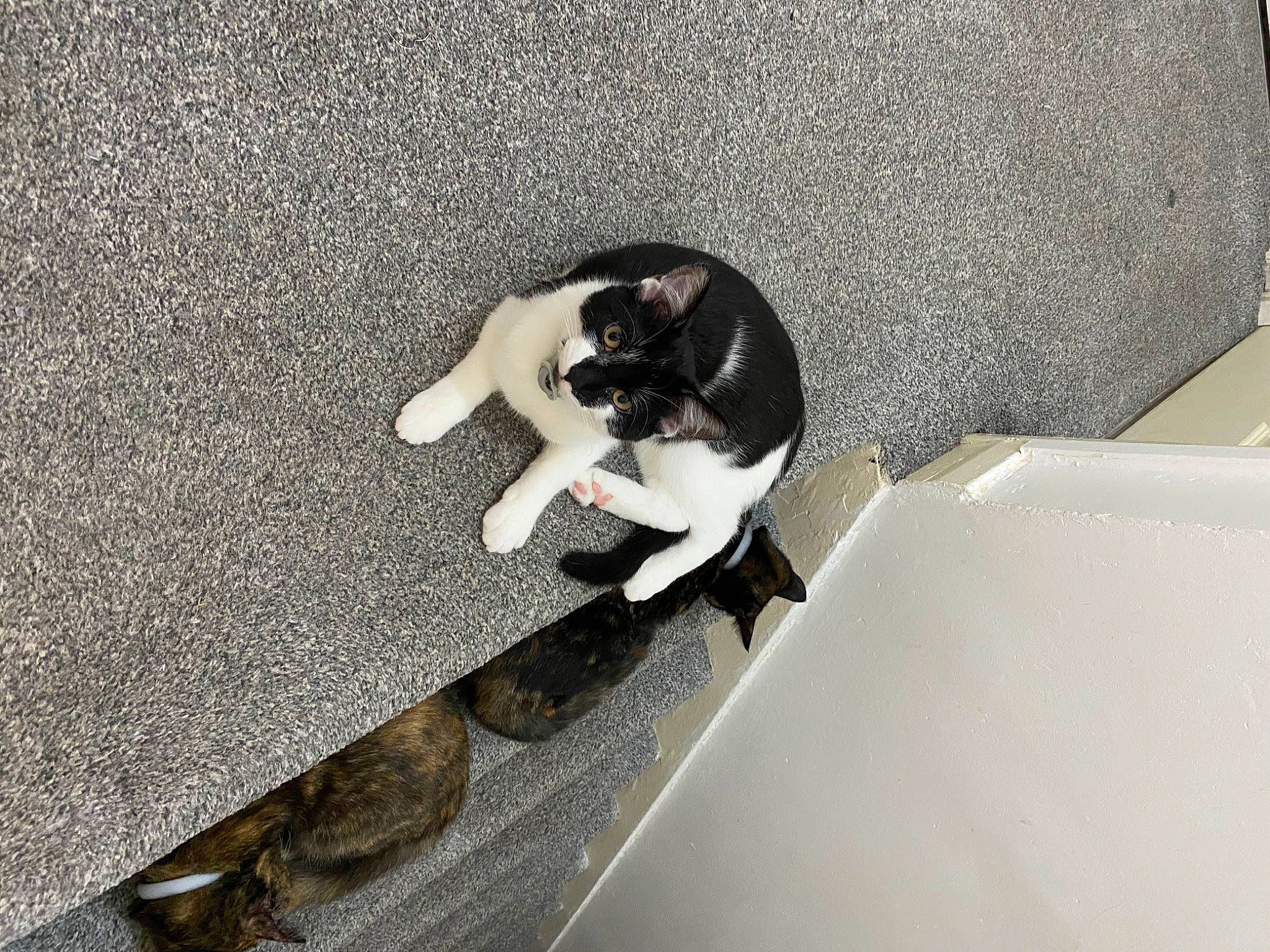 Pandora joined the competition — help win amazing prizes! asphalt, auto_part, automotive_exterior, canidae, carnivore, cat, comfort, dog_breed, domestic_short_haired_cat, felidae, fender, floor, flooring, fur, paw, room, small_to_medium_sized_cats, sporting_group, tail, wood