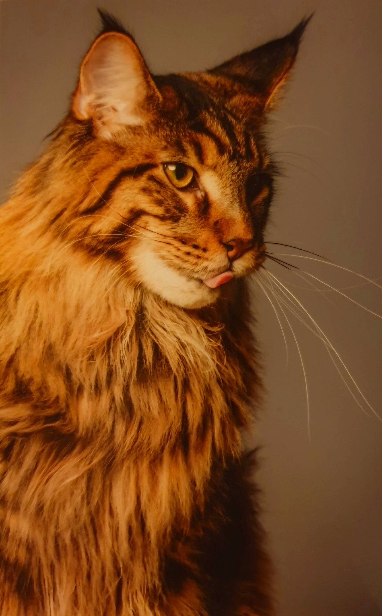 Shaman a rejoint le concours — aidez-le/la à gagner de superbes lots ! art, carnivore, cat, domestic_short_haired_cat, felidae, fur, iris, maine_coon, small_to_medium_sized_cats, snout, terrestrial_animal, whiskers, wildlife, wood