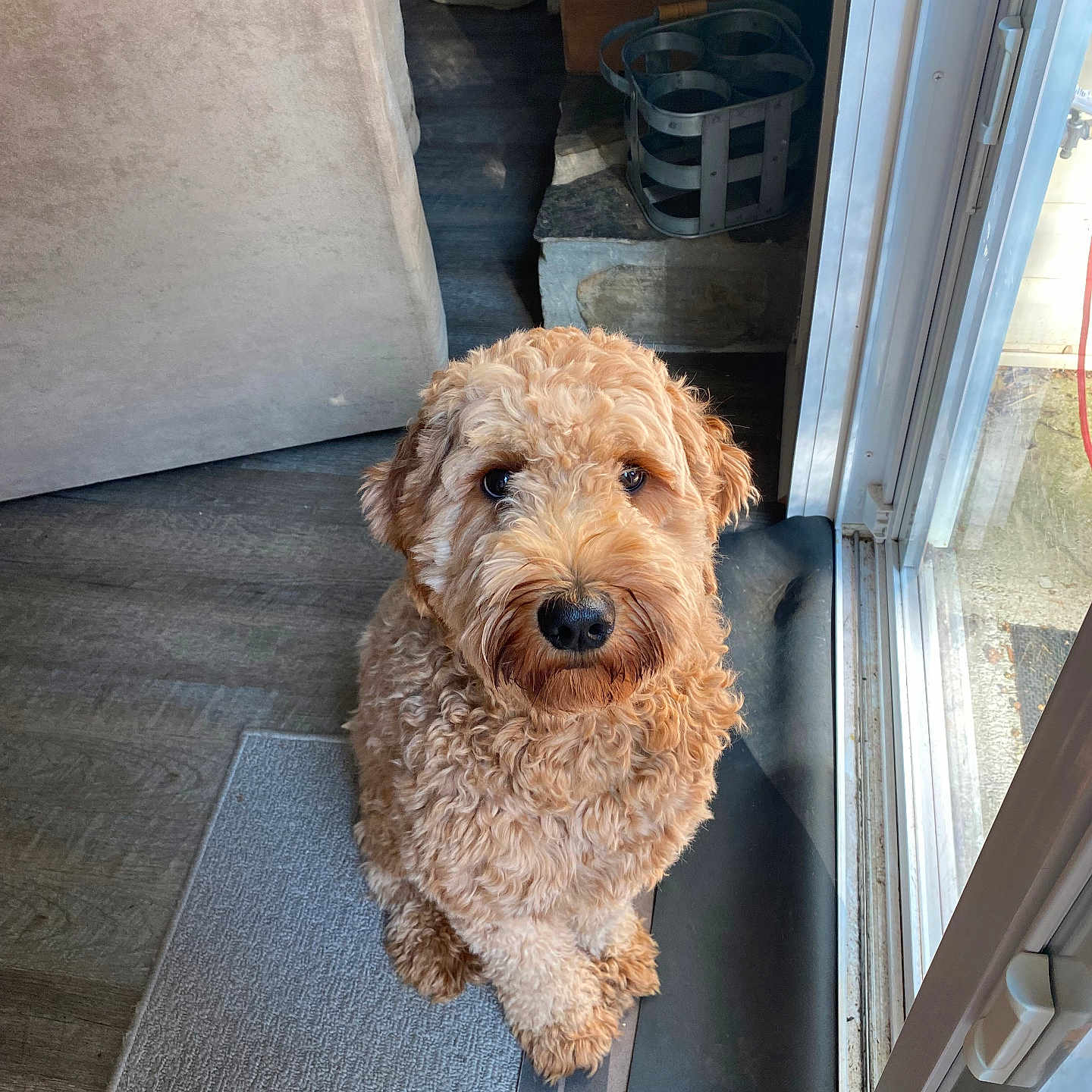 Charlee joined the competition — help win amazing prizes! animal, architecture, building, canine, clothing, dog, door, footwear, indoors, interiordesign, mat, outdoors, person, pet, poodle, puppy, shelter, shoe, terrier, wood