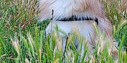 Simba a rejoint le concours — aidez-le/la à gagner de superbes lots ! dog, fluffy, grass, outdoor, nature, field, wild_plants, pet, canine, fur, sitting, alert, ears, portrait, animal, greenery, daylight, fence, watchful, muzzle