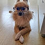 dog, glasses, crossed_paws, floor, indoor, tile_floor, furry, pet, animal, cute, golden_fur, portrait, resting, funny, wearing_accessory, looking_at_camera, domestic, companionship, household, calm