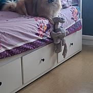 Simba participe au concours pour gagner de l'argent avec cette photo : animal, bed, bedroom, bunkbed, canine, cat, couch, cushion, dog, drawer, eskimodog, furniture, hardwood, homedecor, husky, indoors, interiordesign, pet, room, wood