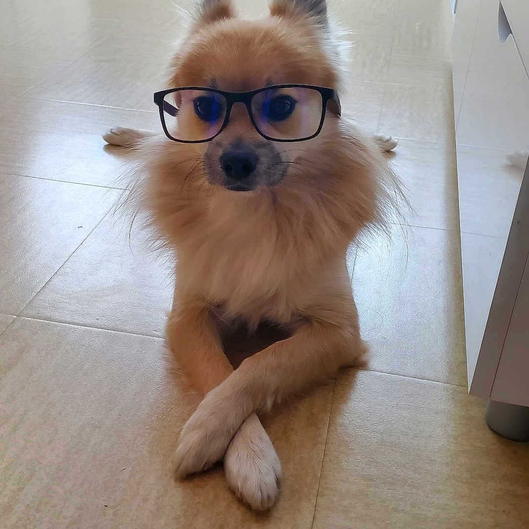 Simba a rejoint le concours — aidez-le/la à gagner de superbes lots ! animal, brown, canine, crossed_paws, cute, dog, domestic, ears, floor, furniture, furry, glasses, house, indoor, pet, portrait, relaxed, snout, tile, whiskers