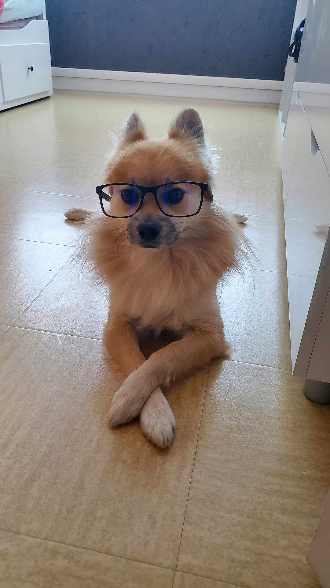 Simba a rejoint le concours — aidez-le/la à gagner de superbes lots ! dog, glasses, floor, indoor, crossed_paws, tile, furry, pet, animal, cute, brown, relaxed, portrait, domestic, canine, ears, snout, whiskers, house, furniture