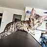 cat, tabby, pet, indoor, curious, feline, living_room, couch, ears, whiskers, eyes, household, domestic, striped, fur, claw, kitchen, furniture, appliance, tablecloth