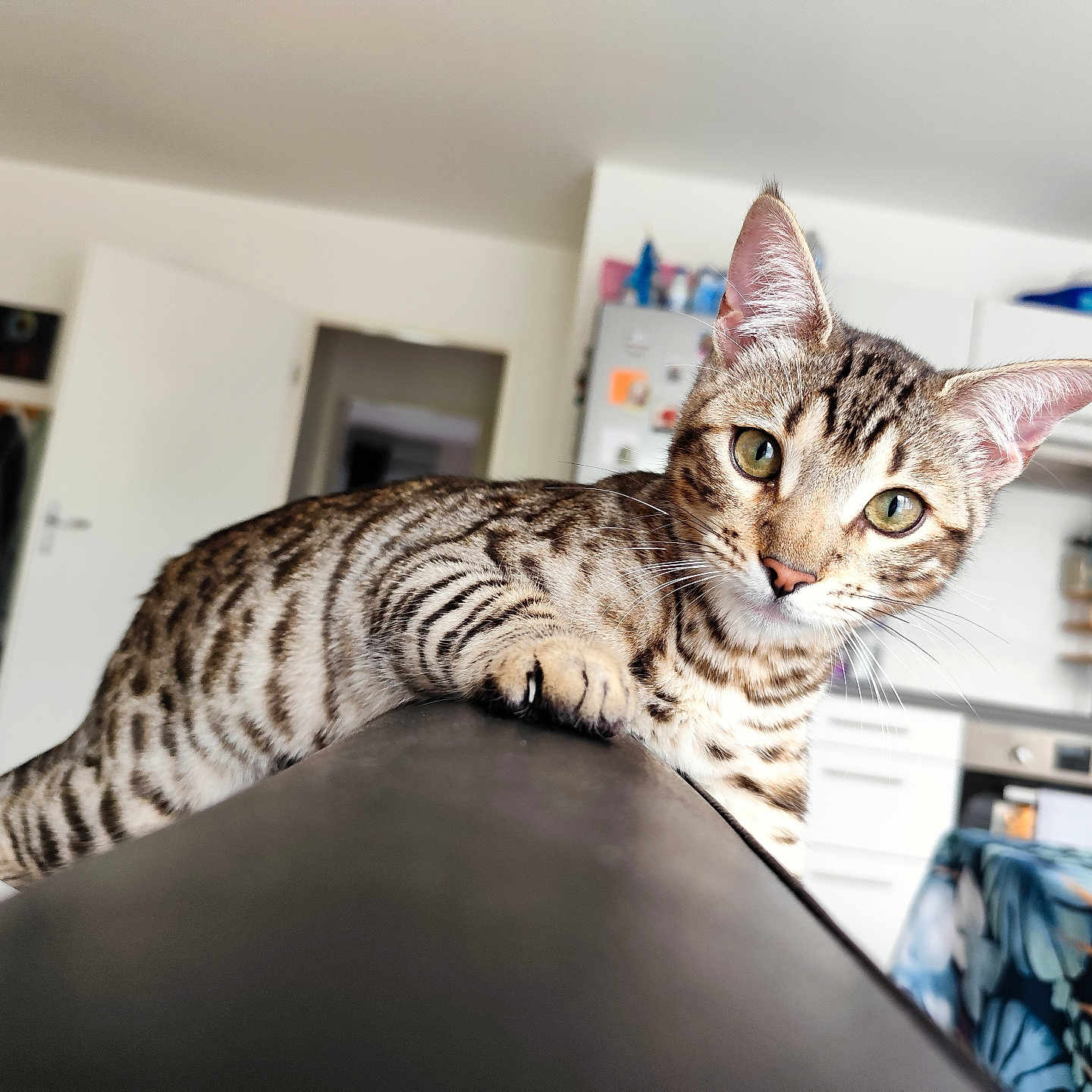 Baïya a rejoint le concours — aidez-le/la à gagner de superbes lots ! cat, tabby, pet, indoor, curious, feline, living_room, couch, ears, whiskers, eyes, household, domestic, striped, fur, claw, kitchen, furniture, appliance, tablecloth