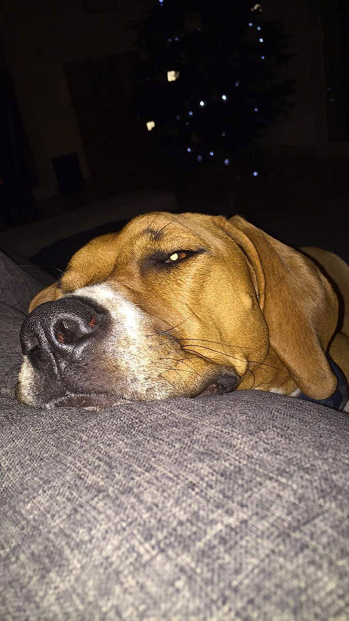 Olie participe au concours pour gagner de l'argent avec cette photo : beauty, blue, carnivore, dog, dog_breed, facial_expression, fawn, floor, light, lighting, mammal, night, puppy, snout, sporting_group, vertebrate, whiskers, white, wood, yellow