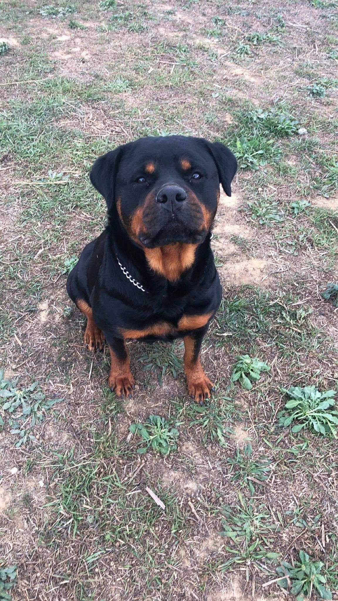 Océana a rejoint le concours — aidez-le/la à gagner de superbes lots ! austrian_black_and_tan_hound, beaglier, borador, canidae, carnivore, companion_dog, dog, dog_breed, fawn, grass, guard_dog, hunting_dog, molosser, plant, rottweiler, snout, sporting_group, terrestrial_animal, working_animal, working_dog