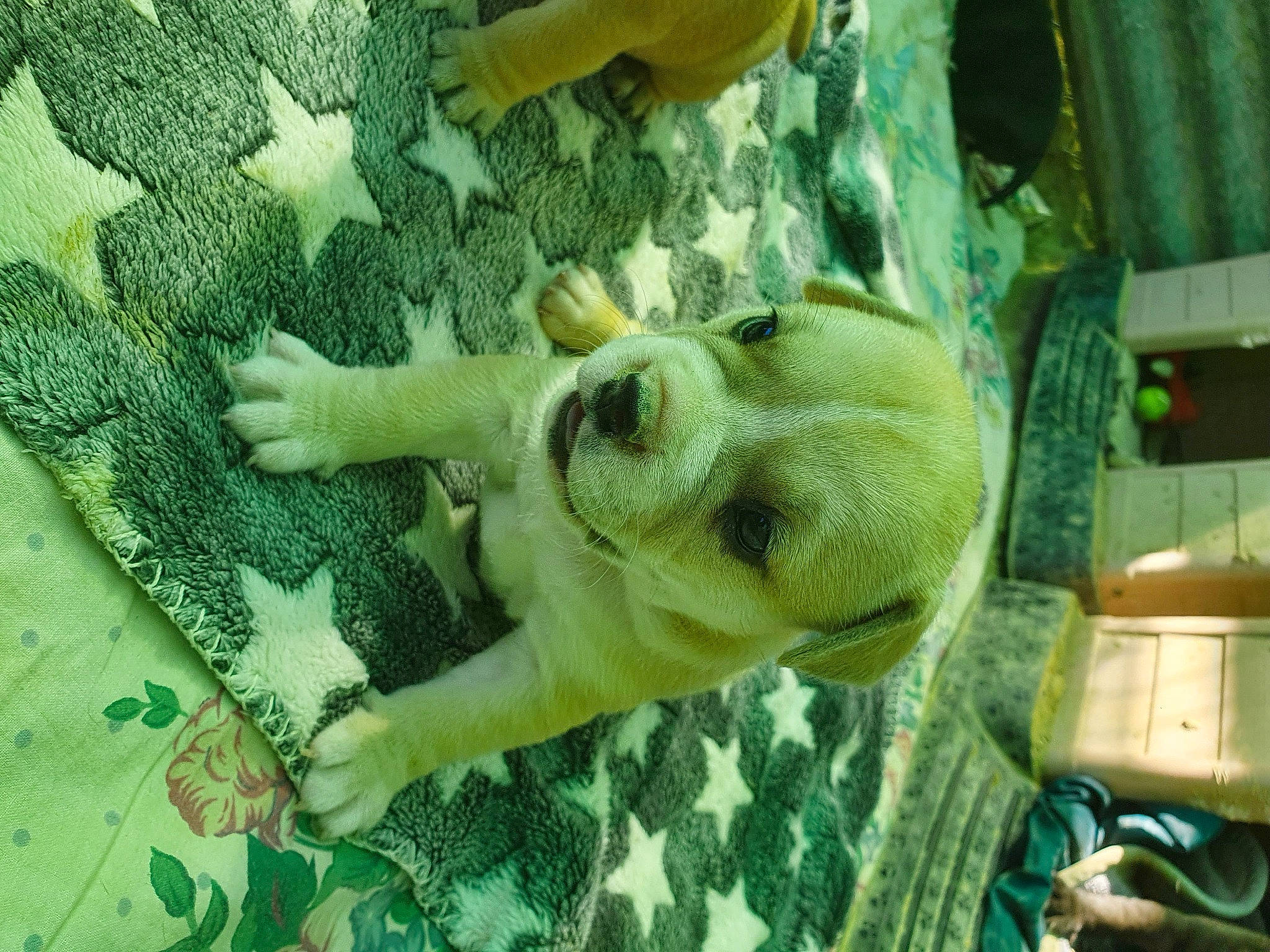 Shaunee participe au concours pour gagner de l'argent avec cette photo : art, companion_dog, dog, fawn, fun, grass, green, organism, pattern, plant, reptile, tree
