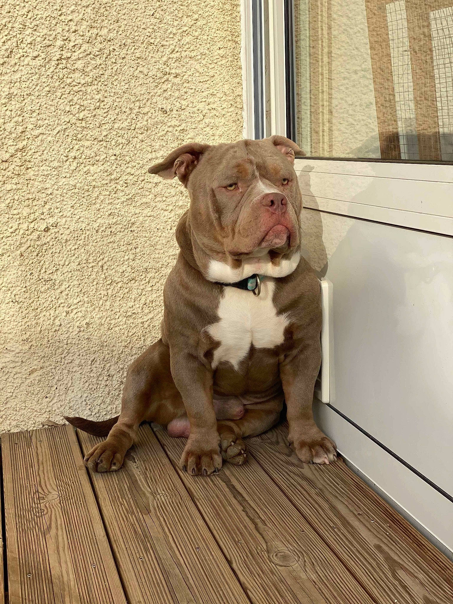 Oby-wan participe au concours pour gagner de l'argent avec cette photo : bulldog, canidae, carnivore, collar, companion_dog, dog, dog_breed, dog_collar, fashion_accessory, fawn, flooring, hardwood, leash, liver, pet_supply, snout, tail, wood, working_animal, wrinkle