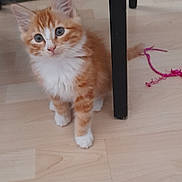 Wini participe au concours pour gagner de l'argent avec cette photo : animal, cat, curious, cute, domestic_cat, ears, feline, floor, indoor, kitten, orange_cat, pet, pink_string, sitting, tail, toy, whiskers, white_paws, wooden_floor, young_cat