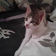 Pepsi participe au concours pour gagner de l'argent avec cette photo :