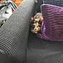 cat, calico_cat, one-eyed_cat, couch, cushion, purple_cushion, blanket, black_fabric, texture, pet, indoor, furniture, cozy, resting, animal, curious, cute, household, relaxing, domestic