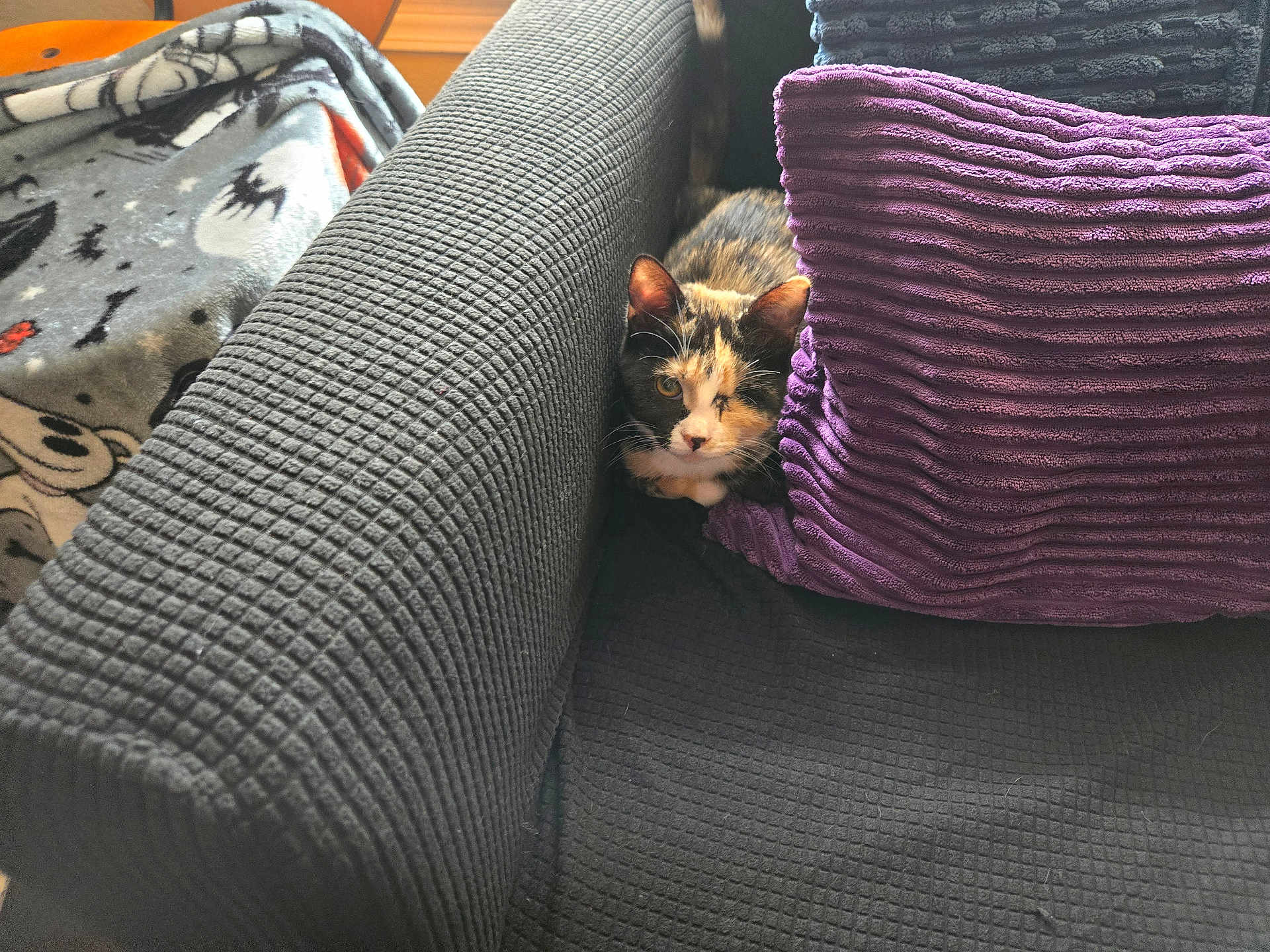 Evie