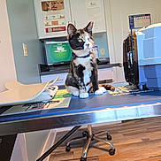 Evie is registered to the contest to win money with this photo: animal, animal_care, cabinet, calico_cat, cat, chair, collar, computer, curious, door, exam_table, feline, floor, indoor, medical, office, pet, poster, sitting, veterinary_office