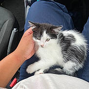 Miss Girl joined the competition — help win amazing prizes! animal, black_and_white, blue_pants, car_interior, cat, clothing, comfort, cute, domestic_animal, fur, gear_shift, hand, indoor, kitten, lap, person, pet, resting, seatbelt_latch, white_shirt