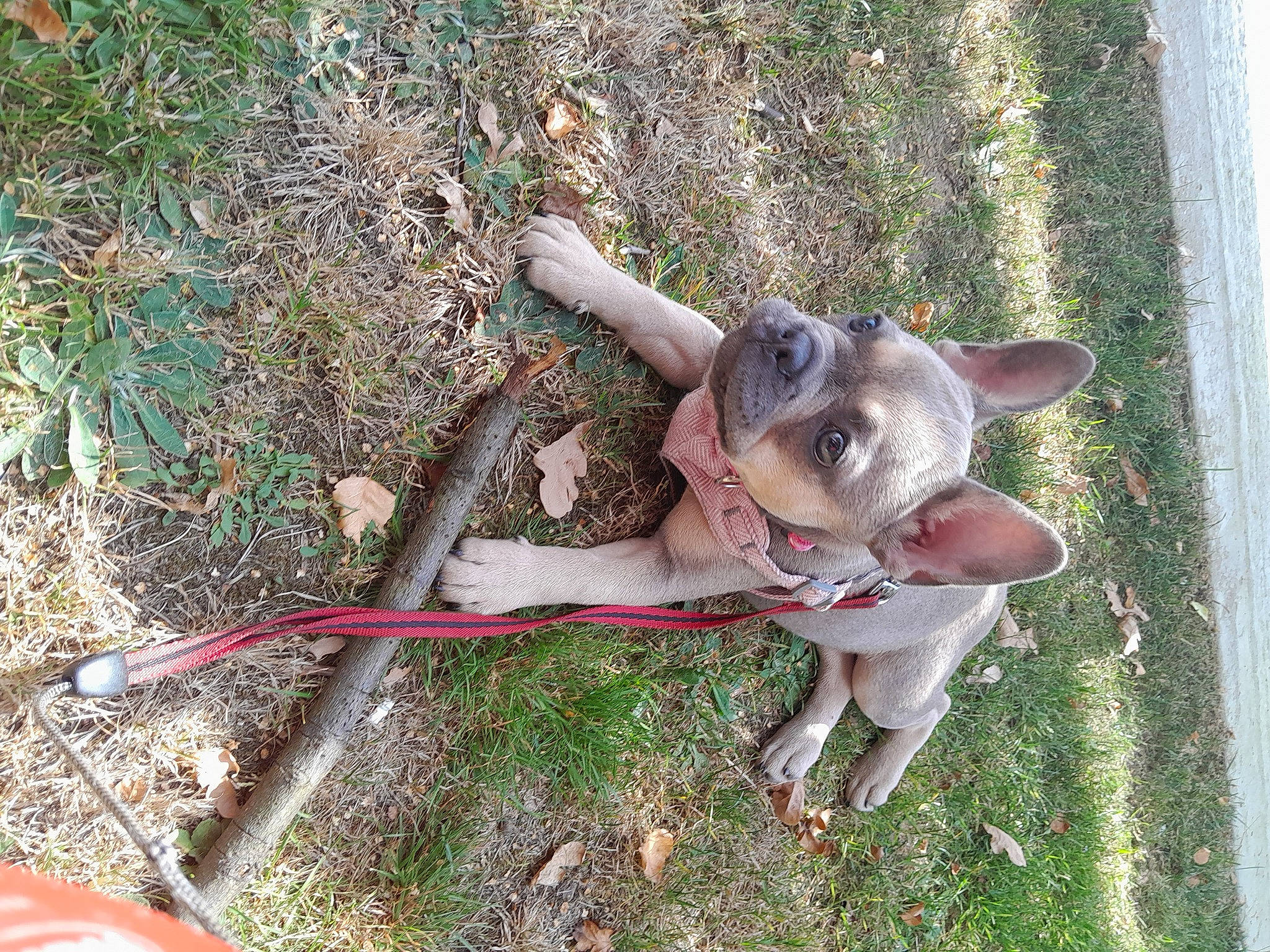 Iris joined the competition — help win amazing prizes! canidae, carnivore, collar, companion_dog, dog, dog_breed, fawn, garden_hose, grass, groundcover, leash, non_sporting_group, plant, snout, sporting_group, tail, terrestrial_animal, wildlife, wood, working_animal