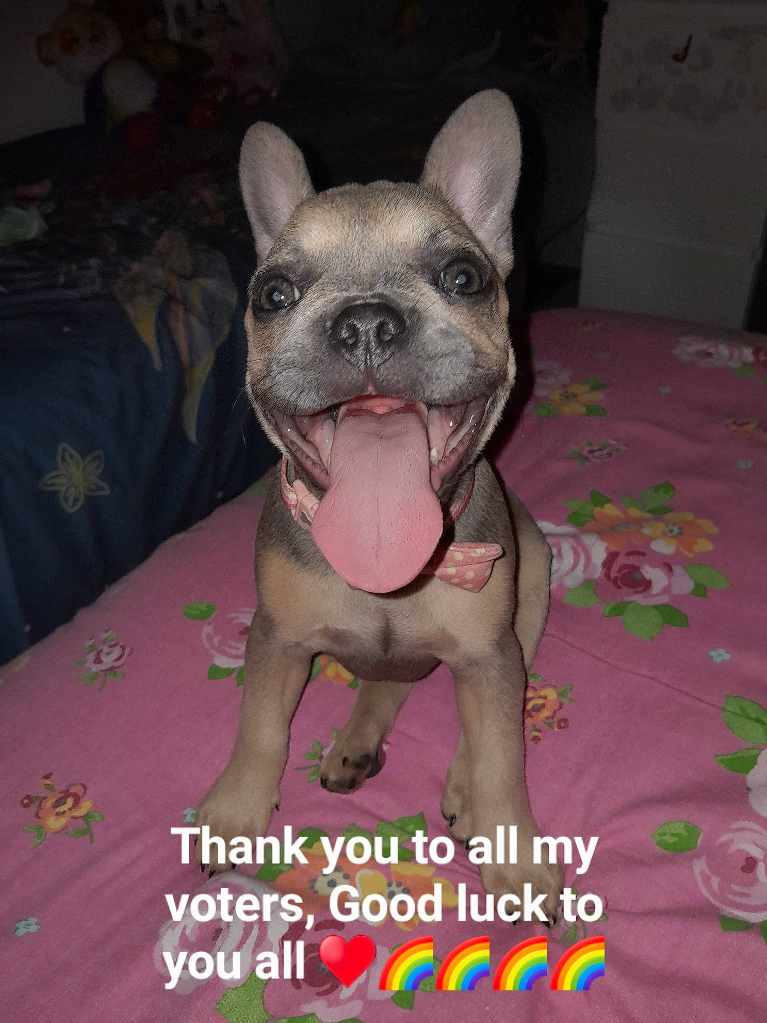 Iris is registered to the contest to win money with this photo: canidae, carnivore, companion_dog, corgi_chihuahua, dog, dog_breed, dog_supply, fawn, flesh, fur, head, jaw, mexican_hairless_dog, non_sporting_group, photo_caption, snout, sporting_group, terrestrial_animal, toy_dog, whiskers