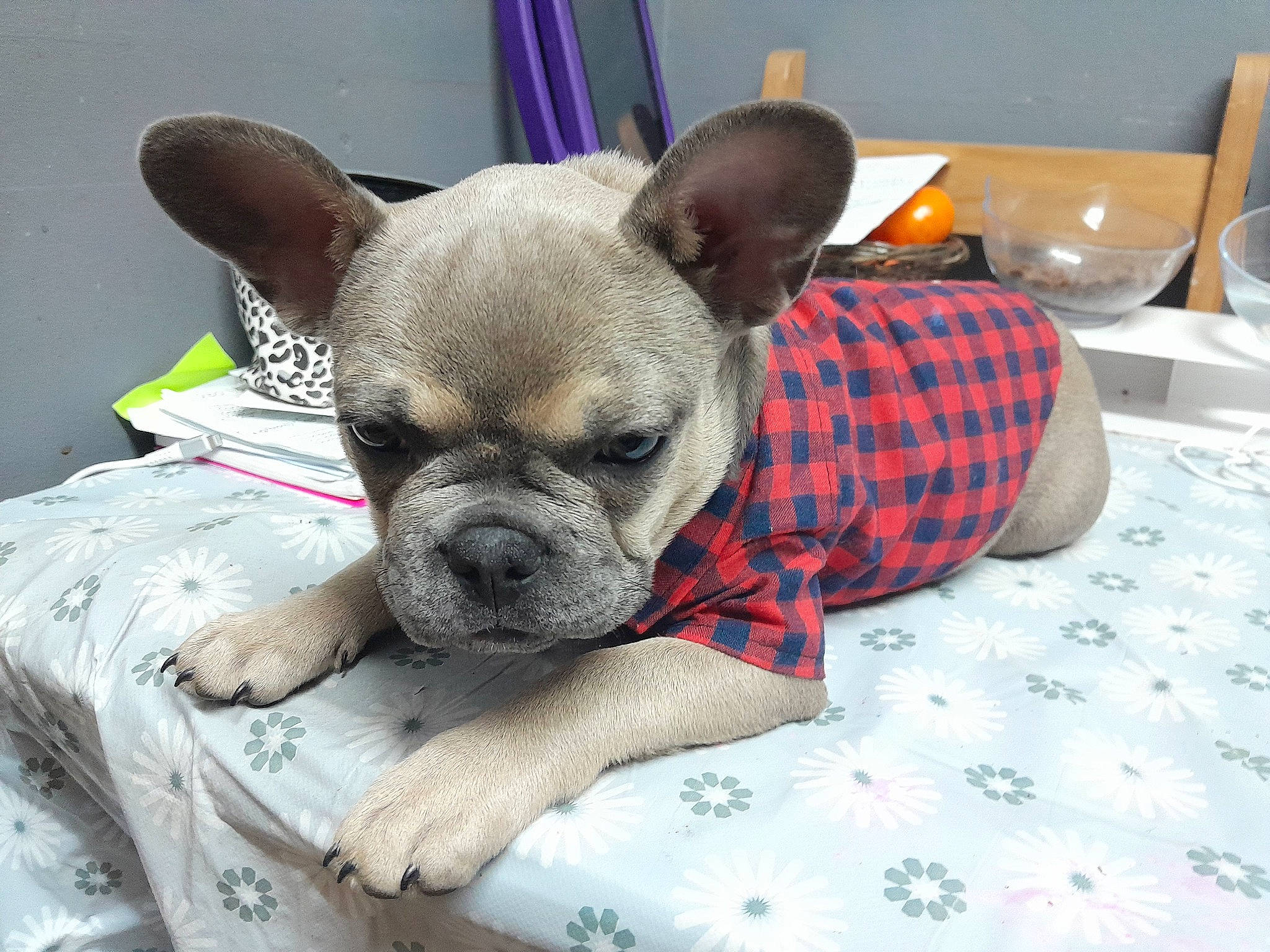 Iris is registered to the contest to win money with this photo: carnivore, comfort, companion_dog, dog, dog_breed, dog_supply, drinkware, fawn, kitchen_utensil, linens, pattern, serveware, snout, stemware, tableware, terrestrial_animal, toy_dog, whiskers, wine_glass, working_animal