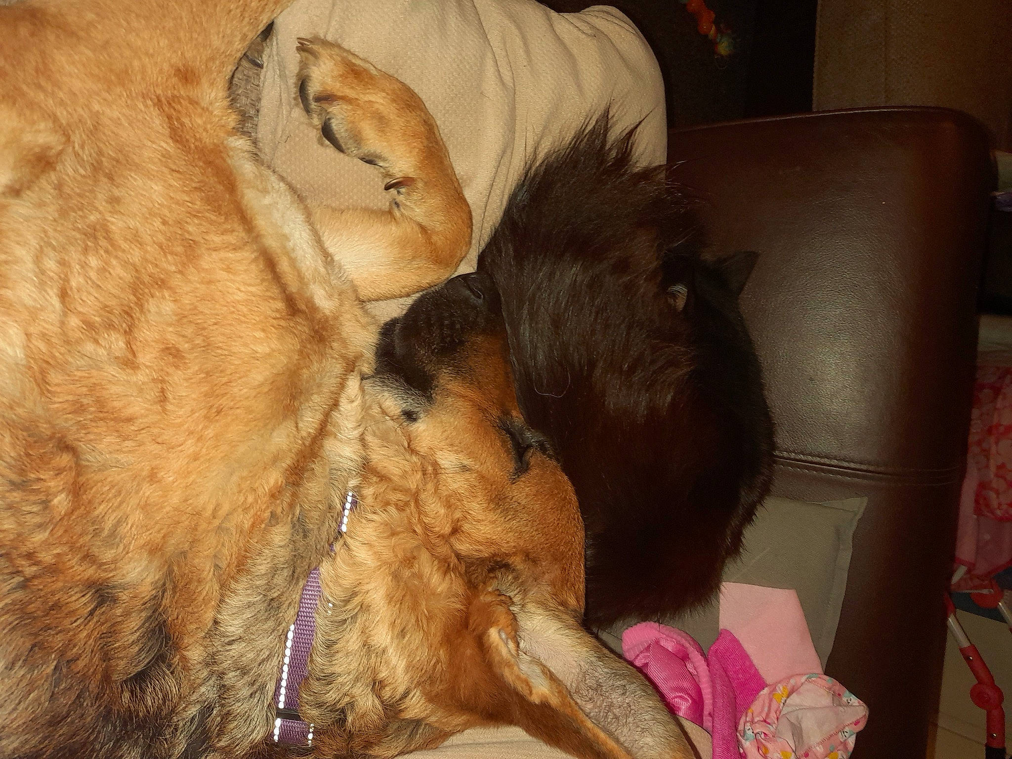 Bella joined the competition — help win amazing prizes! canidae, carnivore, comfort, companion_dog, dog, dog_breed, ear, fawn, felidae, fur, liver, mammal, paw, pet_supply, small_to_medium_sized_cats, snout, sporting_group, tail, whiskers, working_animal