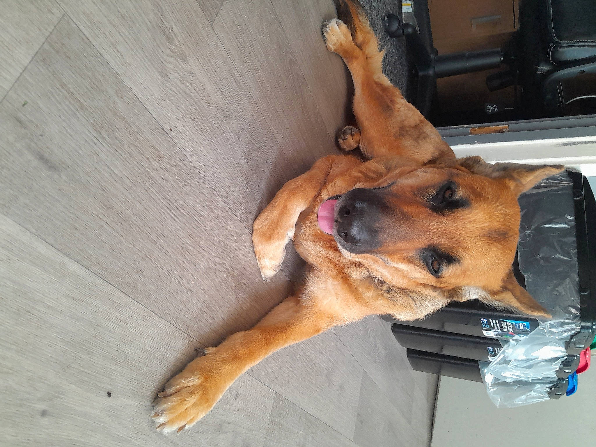 Bella joined the competition — help win amazing prizes! canidae, carnivore, collar, companion_dog, dog, dog_breed, dog_supply, fawn, fur, hardwood, paw, pet_supply, snout, sporting_group, window, windshield, wood