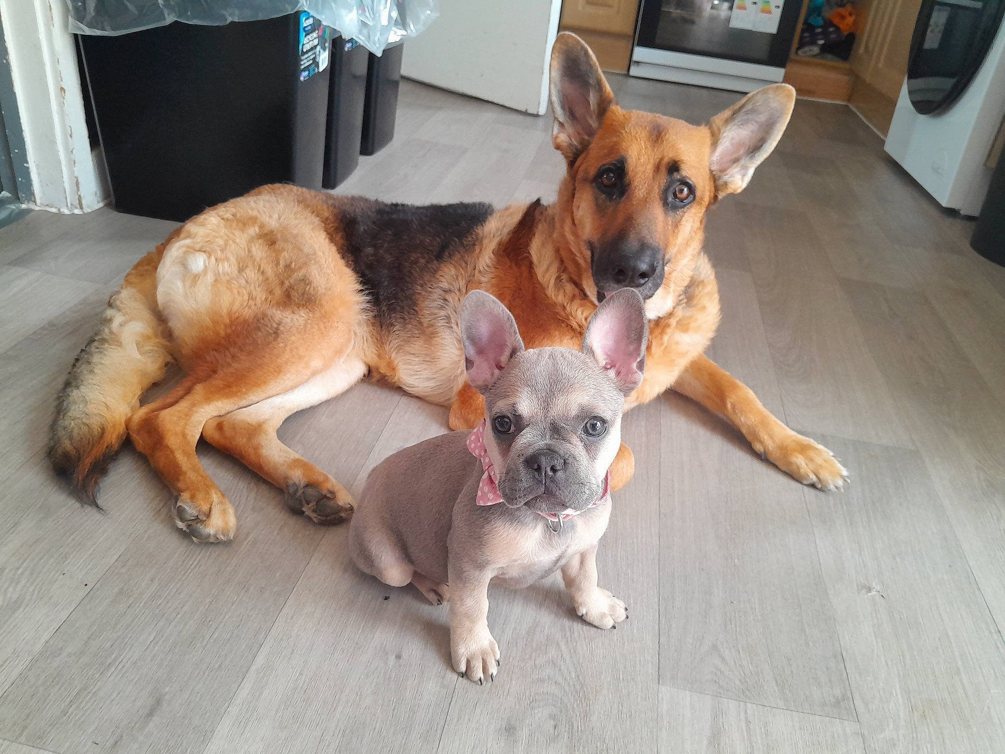 Bella is registered to the contest to win money with this photo: canidae, carnivore, collar, comfort, companion_dog, dog, dog_breed, dog_supply, fawn, flooring, fur, home_appliance, kitchen_appliance, non_sporting_group, paw, puppy, snout, sporting_group, toy_dog, working_animal