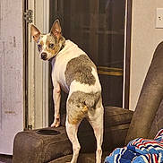 Jax is registered to the contest to win money with this photo: dog, indoor, couch, blanket, pet, brown, white, curious, looking_back, furniture, door, window, animal, companion, household, relaxed, domestic, ears_up, standing, cozy