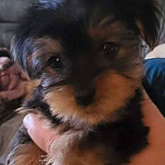 Bailey joined the competition — help win amazing prizes! adorable, animal, black, brown, closeup, cuddle, cute, dog, eyes, face, fluffy, fur, hand, home, indoor, nose, paw, pet, puppy, small