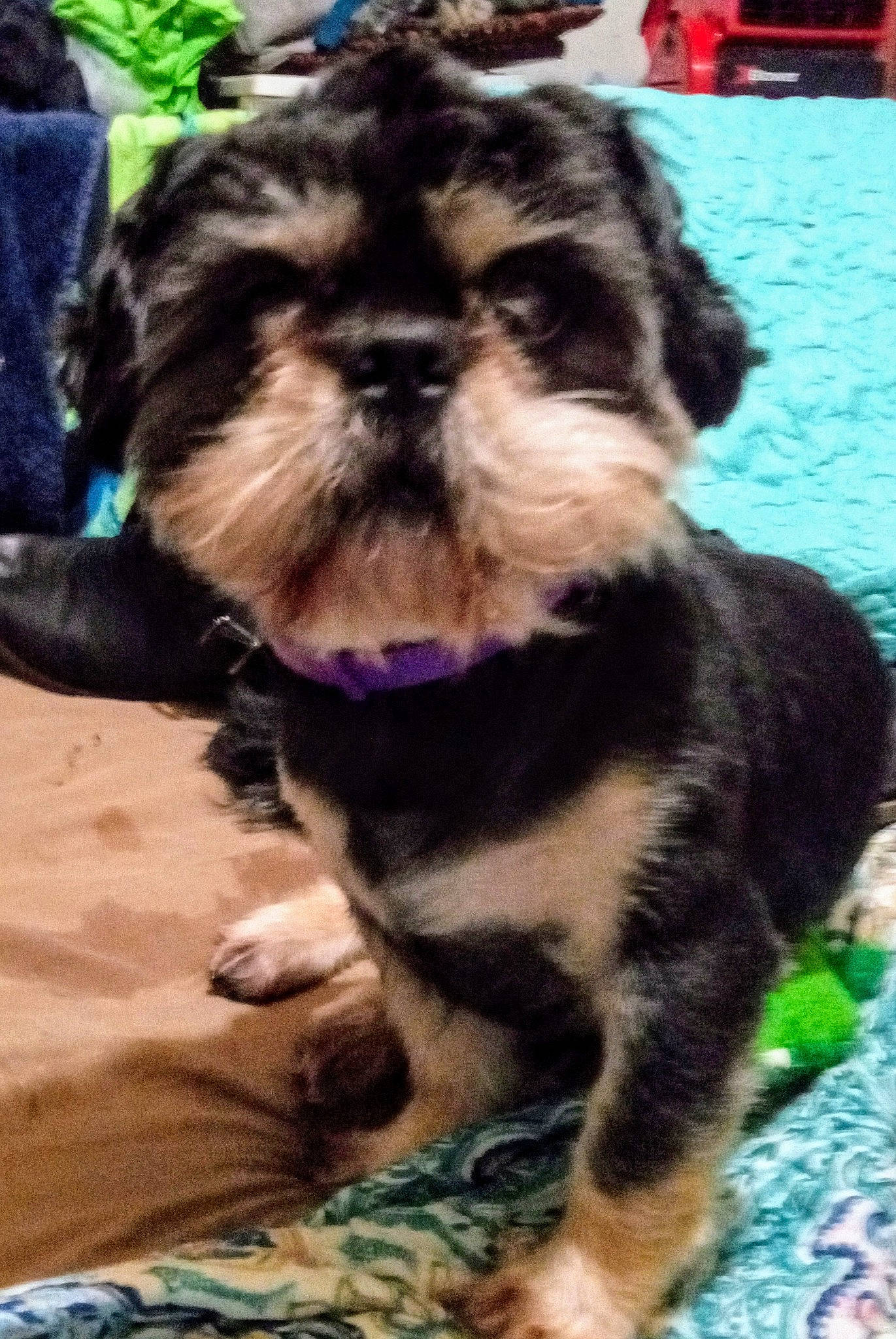 Sir Draco joined the competition — help win amazing prizes! canidae, carnivore, collar, companion_dog, dog, dog_breed, dog_collar, dog_supply, ear, fashion_accessory, fawn, fur, leash, liver, pet_supply, shih_tzu, snout, sporting_group, toy_dog, working_animal