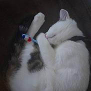 Amor participe au concours pour gagner de l'argent avec cette photo : animal, blanket, cat, close_up, collar, curled_up, cute, domestic_animal, feline, fur, indoor, paws, pet, relaxed, resting, sleeping, tabby_patches, toothbrush, whiskers, white_fur