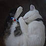 animal, blanket, cat, close_up, collar, curled_up, cute, domestic_animal, feline, fur, indoor, paws, pet, relaxed, resting, sleeping, tabby_patches, toothbrush, whiskers, white_fur