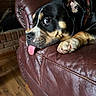 animal, black, brown, collar, cozy, cute, dog, fireplace, fur, home, indoor, leather_couch, mammal, paw, pet, relaxed, snout, tongue_out, white, wooden_floor