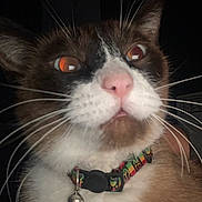 Sesame is registered to the contest to win money with this photo: abyssinian, accessories, animal, bodypart, cat, collar, formalwear, jewelry, kitten, leash, manx, mouth, necklace, necktie, person, pet, siamese, snout, strap, tie
